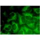 Centaurin α2 Antibody (F-4) - Immunofluorescence - Image 323506 
