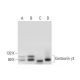 Centaurin γ3 Antibody (A-10) - Western Blotting - Image 297605 