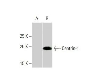 Centrin-1 Antibody (2A6) - Western Blotting - Image 352104 