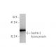 western blotting image from recommended Centrin-2 (3F8) monoclonal antibody replacement. Image 348453
