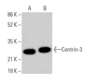 Centrin-3 Antibody (E-6) - Western Blotting - Image 362428 
