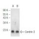 Centrin-3 Antibody (SS12) - Western Blotting - Image 99734