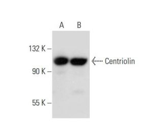 Centriolin Antibody (C-9) - Western Blotting - Image 299156