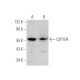 CEP104 Antibody (C-10) - Western Blotting - Image 349065 