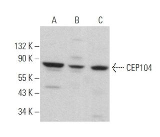 CEP104 Antibody (C-10) - Western Blotting - Image 373215 
