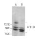 CEP104 Antibody (C-10) - Western Blotting - Image 373213