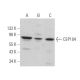 CEP104 Antibody (C-10) - Western Blotting - Image 373215 