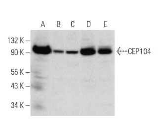 CEP104 Antibody (G-11) - Western Blotting - Image 320272 