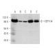 CEP104 Antibody (G-11) - Western Blotting - Image 320272 