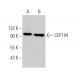 CEP104 Antibody (G-11) - Western Blotting - Image 371269