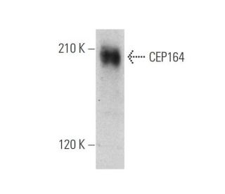 CEP164 Antibody (E-9) - Western Blotting - Image 346509 