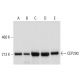 CEP290 Antibody (B-7) - Western Blotting - Image 314289 