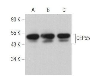 CEP55 Antibody (C-4) - Western Blotting - Image 375464 