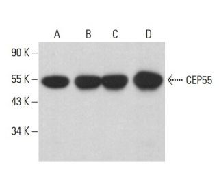 CEP55 Antibody (B-8) - Western Blotting - Image 375400