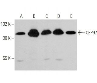 CEP97 Antibody (B-4) - Western Blotting - Image 349075 