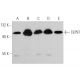 CEP97 Antibody (B-4) - Western Blotting - Image 349075 