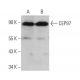 CEP97 Antibody (B-4) - Western Blotting - Image 371083