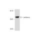 cerberus Antibody (C-1) - Western Blotting - Image 345928 