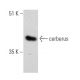 cerberus Antibody (C-1) - Western Blotting - Image 366681