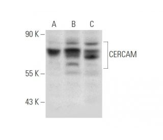CERCAM Antibody (D-4) - Western Blotting - Image 314209 