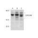 CERCAM Antibody (D-4) - Western Blotting - Image 314209 