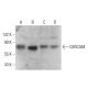 CERCAM Antibody (D-4) - Western Blotting - Image 377756