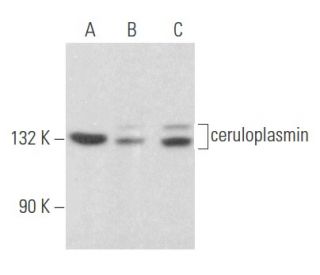 ceruloplasmin Antibody (H-3) - Western Blotting - Image 356095