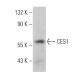 CES1 Antibody (B-4) - Western Blotting - Image 360745 