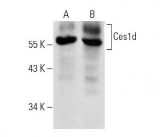 Ces1d Antibody (B-8) - Western Blotting - Image 299281 