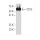 CES2 Antibody (G5) - Western Blotting - Image 34057 