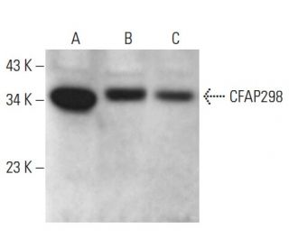CFAP298 Antibody (B-1) - Western Blotting - Image 374925 