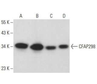 CFAP298 Antibody (C-2) - Western Blotting - Image 372433 