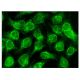 CFAP298 Antibody (G-11) - Immunofluorescence - Image 142961 