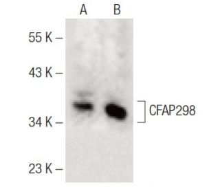 CFAP298 Antibody (G-11) - Western Blotting - Image 141581 