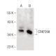 CFAP298 Antibody (G-11) - Western Blotting - Image 141581 