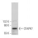 CFAP47 Antibody (G-12) - Western Blotting - Image 326513