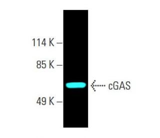 cGAS Antibody (D-9) - Western Blotting - Image 394848 