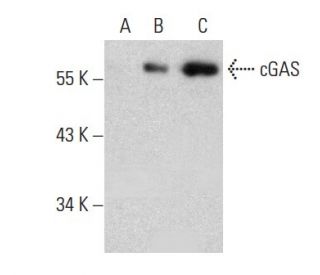 cGAS Antibody (D-9) - Western Blotting - Image 384060 