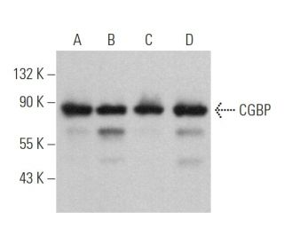 CGBP Antibody (35) - Western Blotting - Image 364310 