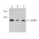 CGGBP1 Antibody (G-12) - Western Blotting - Image 376225