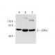 western blotting image from recommended cGKIα (F-5) monoclonal antibody replacement. Image 300120