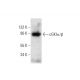 cGKIα/β Antibody (E-1) - Western Blotting - Image 136502