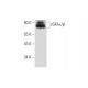 cGKIα/β Antibody (E-1) - Western Blotting - Image 300121 