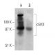 cGKII Antibody (E-7) - Western Blotting - Image 370479