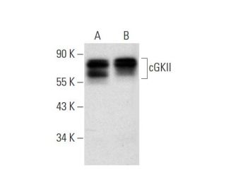western blotting image from recommended cGKII (D-3) monoclonal antibody replacement. Image 292108