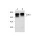 western blotting image from recommended cGKII (D-3) monoclonal antibody replacement. Image 292108