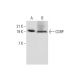 western blotting image from recommended CGRP (4901) monoclonal antibody replacement. Image 323550