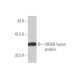CH25H Antibody (1G8) - Western Blotting - Image 348983