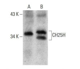CH25H Antibody (1G8) - Western Blotting - Image 384012 
