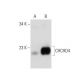 CHCHD4 Antibody (C-12) - Western Blotting - Image 138350